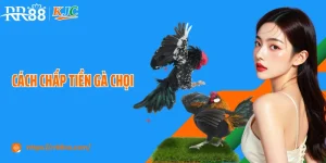 Cách Chấp Tiền Gà Chọi Tại RR88 Chuẩn Như Cao Thủ Lâu Năm